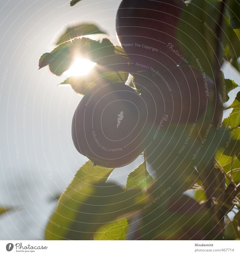 Süß und saftig werden Umwelt Natur Himmel Sommer Herbst Schönes Wetter Pflanze Baum Blatt Nutzpflanze Apfel Apfelbaum Apfelbaumblatt Ast leuchten lecker sauer