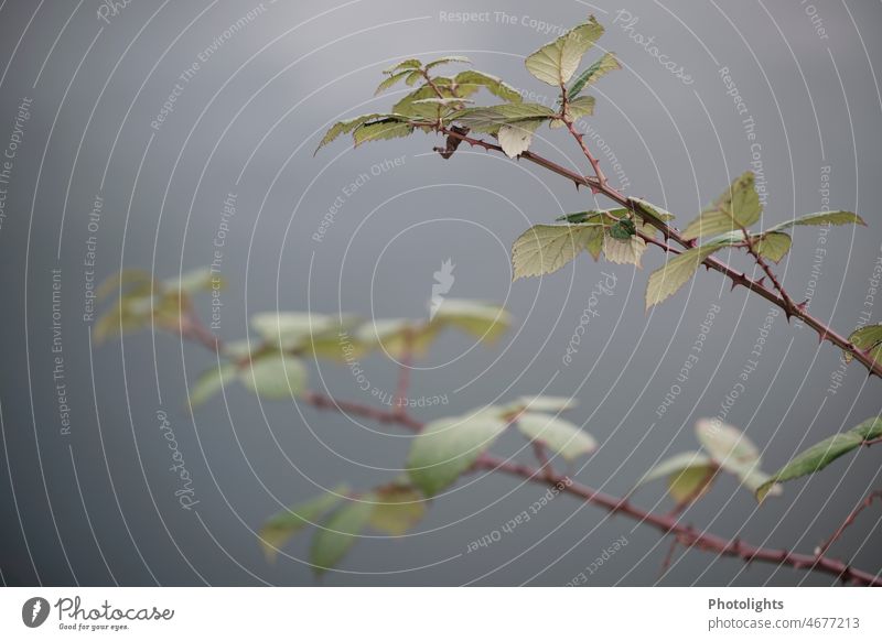 Ein scharfer und ein unscharfer Brombeerast vor grauem Hintergrund Brombeeren Brombeerbusch Blätter Dornen grauer Hintergrund braun grün ranken stechen wachsen