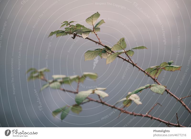 Ein scharfer und ein unscharfer Brombeerast vor grauem Hintergrund Brombeeren Brombeerbusch Blätter Dornen grauer Hintergrund braun grün ranken stechen wachsen