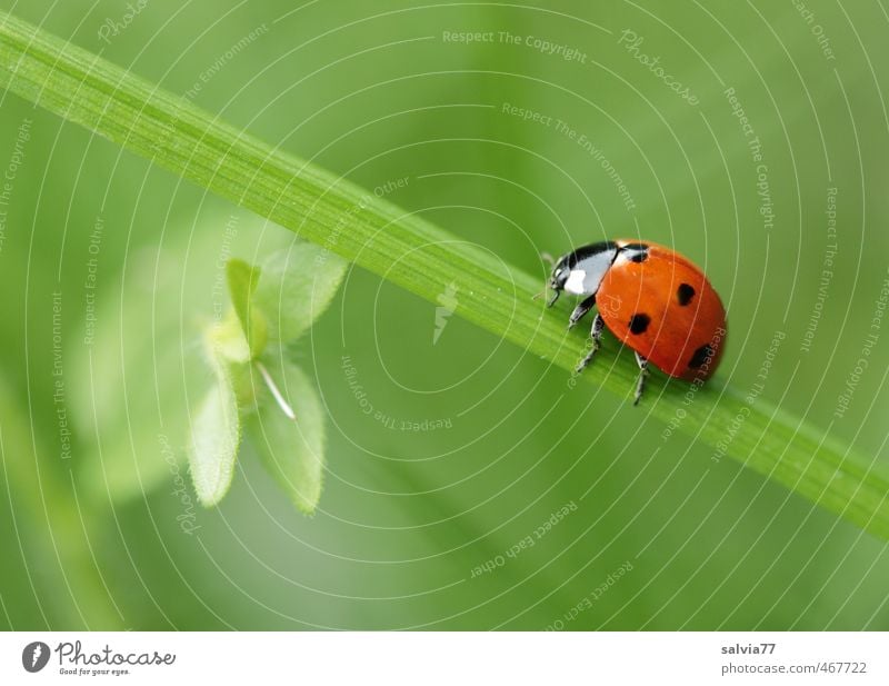 go green Umwelt Natur Pflanze Tier Frühling Sommer Gras Blatt Wiese Wildtier Käfer 1 krabbeln grün rot Glück ruhig Farbe Mobilität Vergangenheit Wege & Pfade