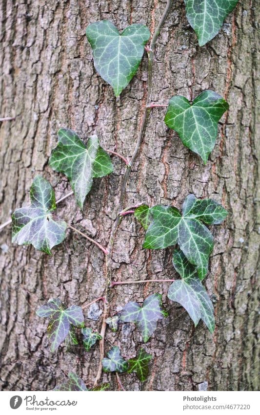 Efeu klettert an Baumstamm hoch klettern ranken Rinde Blätter Immergrün braun grau Natur Pflanze Blatt Außenaufnahme Farbfoto Baumrinde Nahaufnahme