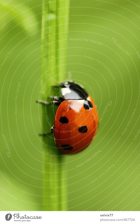 nach oben Umwelt Natur Pflanze Tier Frühling Sommer Gras Blatt Grünpflanze Garten Wiese Wildtier Käfer 1 krabbeln grün rot Vertrauen ruhig Hoffnung Glück