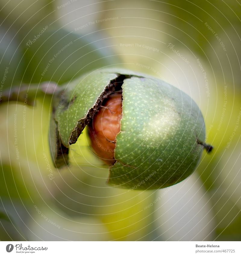 ... nur noch einmal knacken ... Lebensmittel Frucht Ernährung Bioprodukte Vegetarische Ernährung Natur Herbst Pflanze Essen Fitness frisch Gesundheit braun gelb