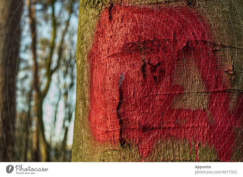 Rotes Alarmzeichen gesprüht auf einen Buchenstamm Zeichen Baumstamm Graffiti Natur Umwelt Wald Baumrinde Farbfoto Licht Außenaufnahme Laubbaum Warnung