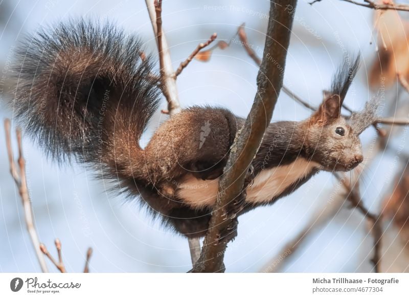 Eichhörnchen auf dem Sprung Sciurus vulgaris Tiergesicht Kopf Auge Nase Ohr Maul Schwanz Pfoten Krallen Fell Nagetiere Wildtier Baum Blatt nah niedlich