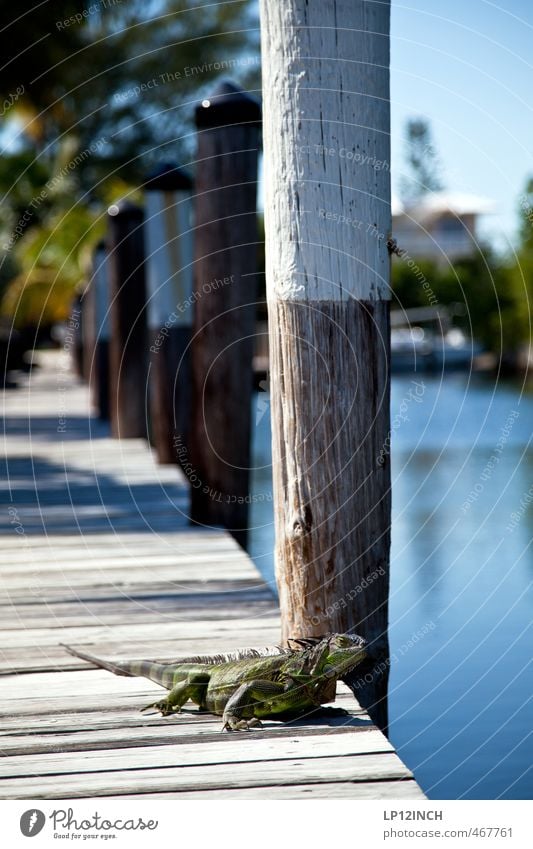 Florida Leguan. XXXXXIII Natur Wasser Schönes Wetter keys USA Tier Wildtier Leguane 1 krabbeln achtsam Angst Ekel Neugier Stil Reptil beobachten Hafen Farbfoto