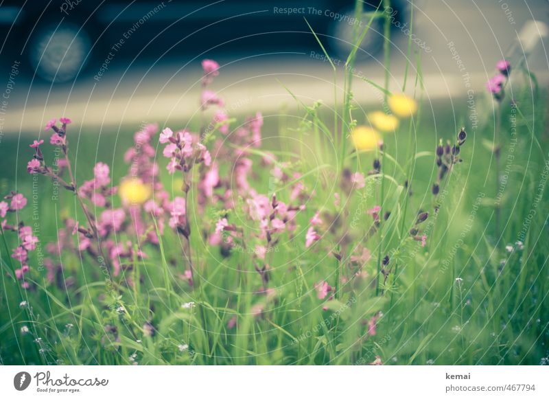 Straßenrand Umwelt Natur Pflanze Sommer Schönes Wetter Blume Gras Wildpflanze Wiese Verkehr Verkehrswege Personenverkehr Autofahren PKW Blühend Wachstum