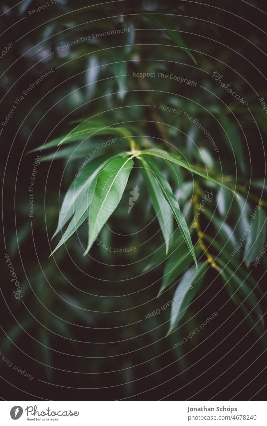 Blatt Grünpflanze dunkel begrünt wachsen Pflanzen Grünfläche grüner Hintergrund Natur Farbfoto Wachstum Außenaufnahme Menschenleer dunkler Hintergrund Vignette