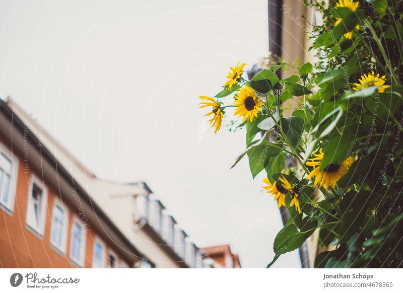 Sonnenblumen am Fenster in Altstadt in Erfurt Thüringen Blumen Fassade Haus Wohnhaus urban Froschperspektive grün wachsen wohnhaus fassade Außenaufnahme fenster