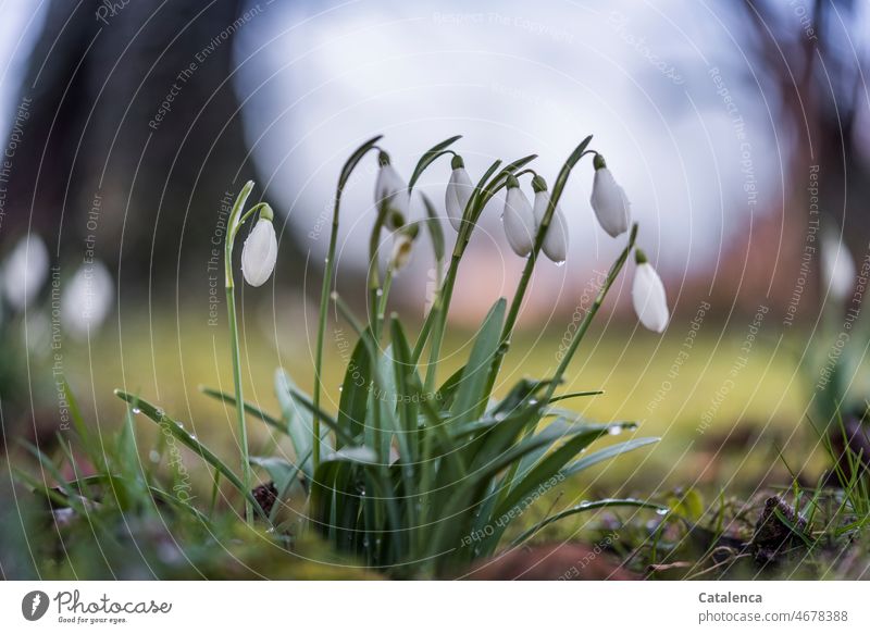 Schneeglöckchen im Garten Tageslicht Gras Blätter Blüte wachsen blühen Vorfrühling Frühling Blütenpflanze Amarylldaceae Amaryllisgewächse Pflanze Natur