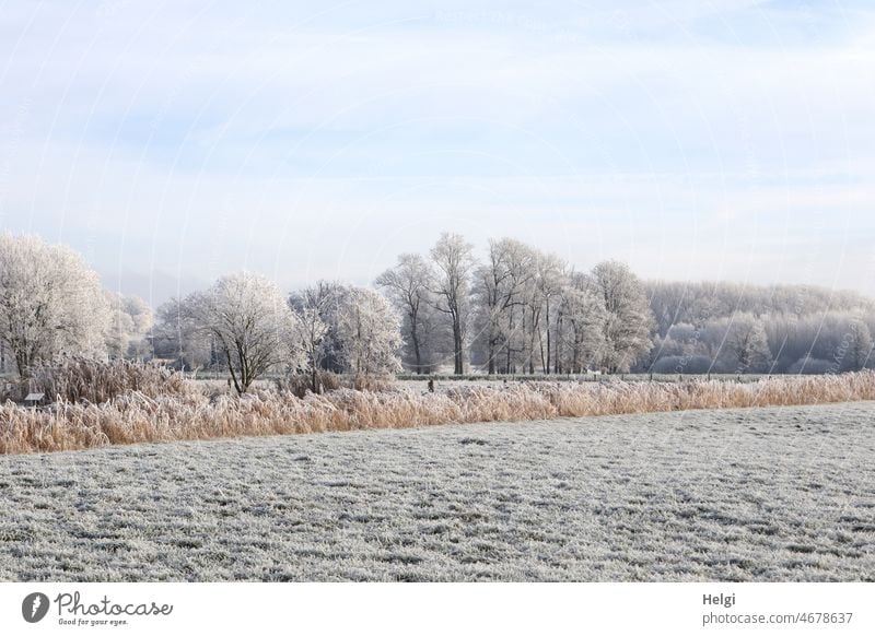 Winterlandschaft - Weide, Schilfgrasgürtel und Bäume mit Raureif bedeckt Wintermorgen Winterzauber Himmel Sonnenlicht schönes Wetter Winterwetter Kälte Frost