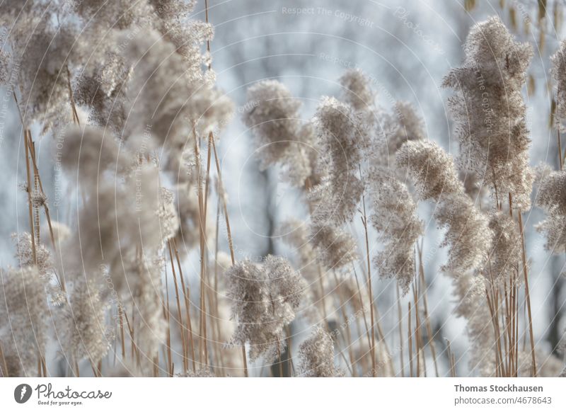 flauschige Blüten als Hintergrund, Bokeh abstrakt schön Blütezeit blau Textfreiraum Tag defokussiert Design trocknen Umwelt geblümt Blume fluffig grau natürlich