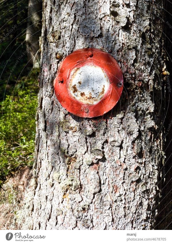 Kein Fahrverbot, kein Wanderzeichen. Trotzdem an einem Wanderweg an einen Baum genagelt. Hinweis Hinweisschild Wegweisend Wege & Pfade Ferien & Urlaub & Reisen