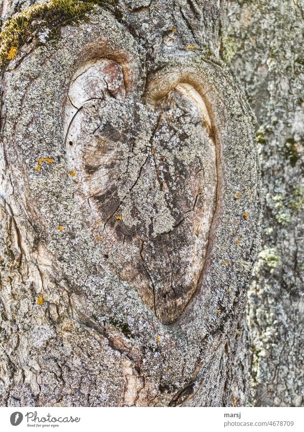 Von Herzen. Vernarbtes Astloch an einem Baum in Herzform Romantik harmonisch Verliebtheit Liebe Zeichen Gefühle Gedeckte Farben herzförmig verliebt sein