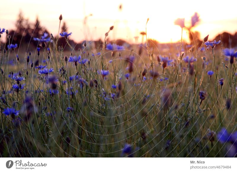 Summervibes Wildpflanze Sommertag sommerlich Wiesenblume Feld Kornblume natürlich Wildblumen Feldblumen Pflanzen Sonnenuntergang Natur Blumenwiese Wärme frisch