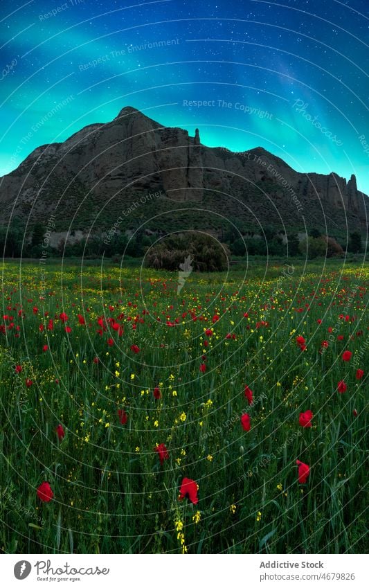 Grüner Baum auf blühender Wiese in Norwegen bei Nordlicht Mohn Blume Aurora Landschaft Natur Wildblume polar malerisch wolkenlos Himmel grasbewachsen Blütezeit