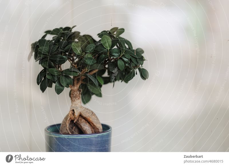 Bonsai-Bäumchen im blauen Topf vor hellem Hintergrund Baum Lamellen Vorhang Büro Büropflanze Zimmerpflanze grün Fenster Topfpflanze Blumentopf Pflanze