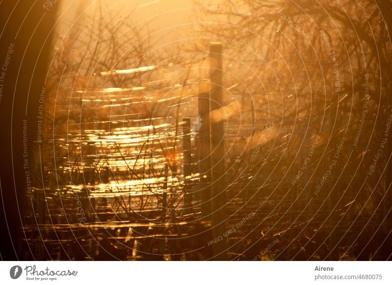 sonnenversponnen gold Weinberg leuchten Lichterscheinung glänzend sonniger Herbsttag Sonnenlicht golden Gegenlicht goldener Oktober Natur Glück Herbststimmung