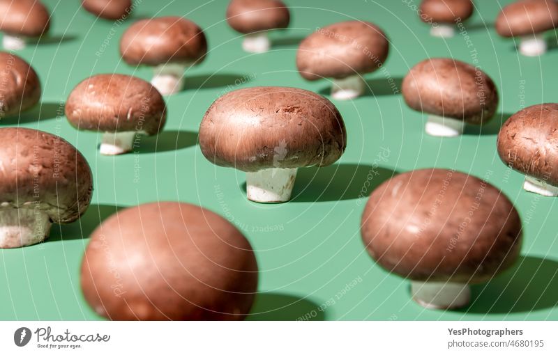 Rohe Champignons in einer Reihe auf grünem Hintergrund. abstrakt Ackerbau ausgerichtet angeordnet Herbst hell braun Haufen Nahaufnahme Farbe Konzept Küche