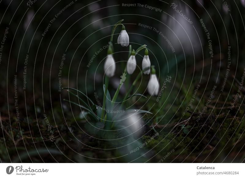 Schneeglöckchen, Galanthus Natur Pflanze Amaryllisgewächse Amarylldaceae Blütenpflanze Frühling Vorfrühling blühen wachsen Blätter Gras Tag Garten Tageslicht