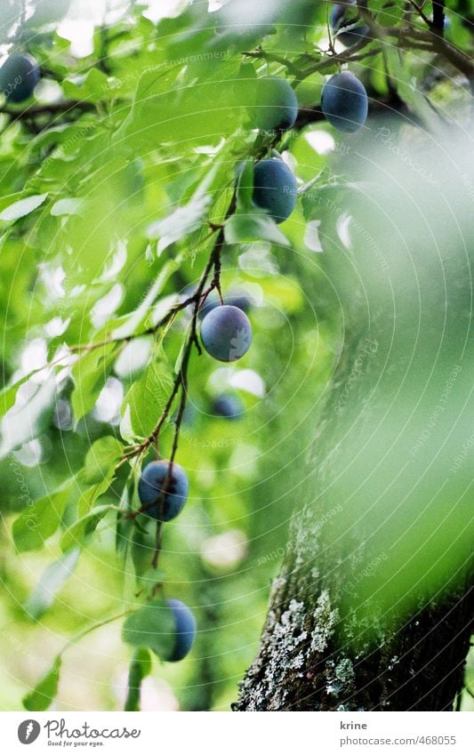 du Pflaume Lebensmittel Frucht Ernährung Bioprodukte Umwelt Natur Pflanze Sommer Schönes Wetter Baum Blatt Nutzpflanze Garten Wachstum ästhetisch Gesundheit