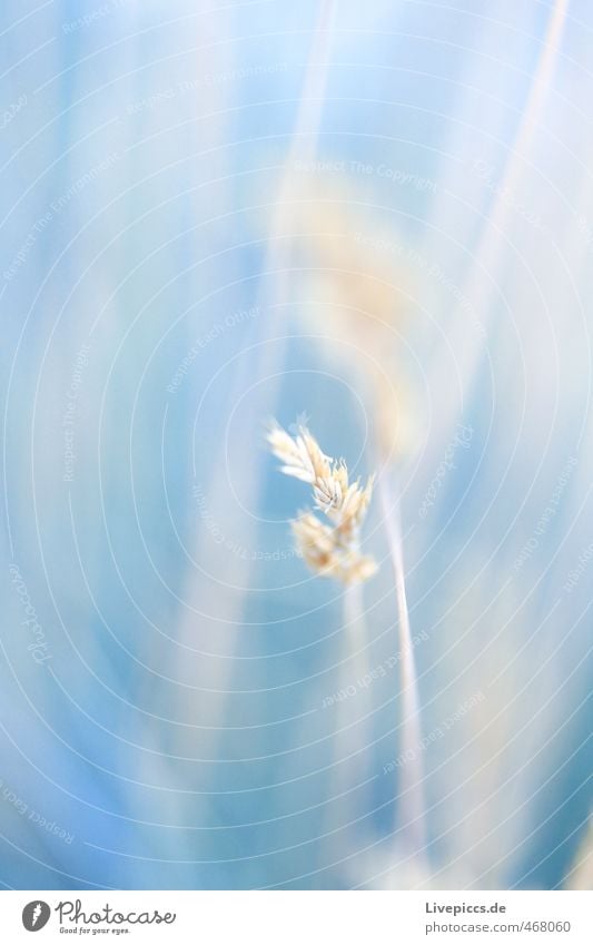 Grashalm Umwelt Natur Pflanze Sträucher Blatt Blüte Wildpflanze Wiese Blühend Duft ästhetisch kalt natürlich schön blau Farbfoto Gedeckte Farben Außenaufnahme