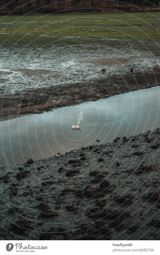 Feuchtgebiete mit einem Fluss und einigen Vögeln Torf Schlamm Natur Landschaft Flora Fauna Umwelt grün tiefstehend Gezeiten Röhricht Sumpfgebiet Panorama