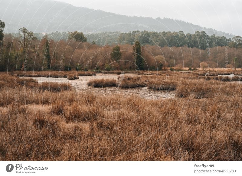 Sumpf mit Schilf und Schlammfeuchtgebiet Sumpfgebiet Feuchtgebiete Torf Natur Landschaft Flora Fauna Umwelt grün tiefstehend Gezeiten Röhricht Panorama