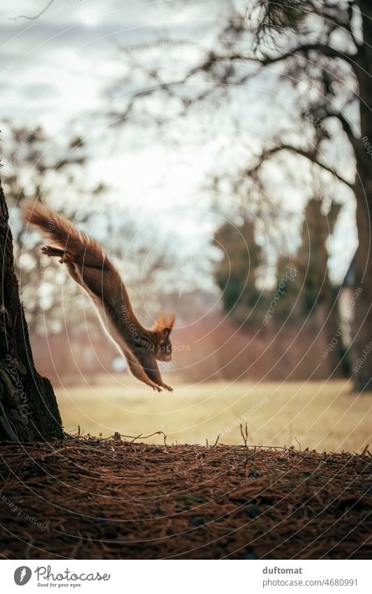 Eichhörnchen im Sprung Tier Natur Wintermantel wild Baum weich Fell Wald Europäisches Eichhörnchen niedlich kuschelig weich Ast Sciurus vulgaris