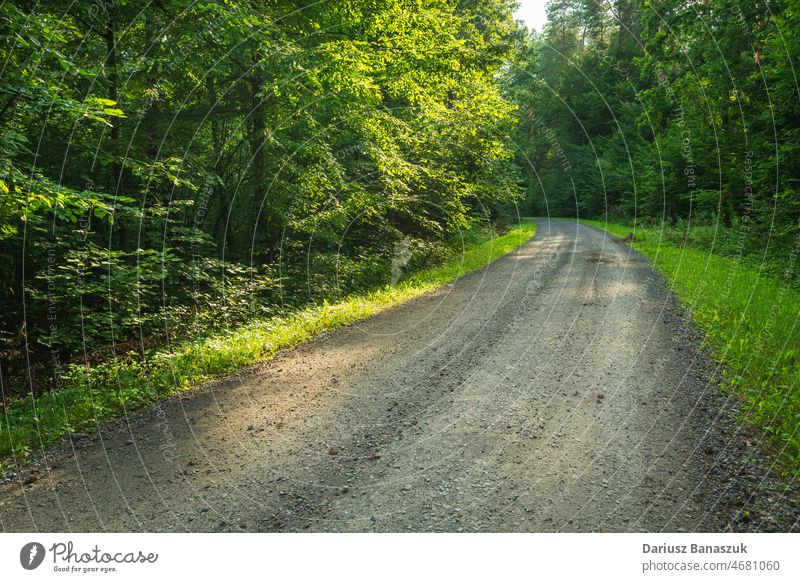 Schotterstraße in einem grünen und dichten Wald Straße Kies Baum Holz Natur Weg Landschaft Sommer im Freien Laubwerk Hintergrund natürlich Nachlauf Blatt Umwelt