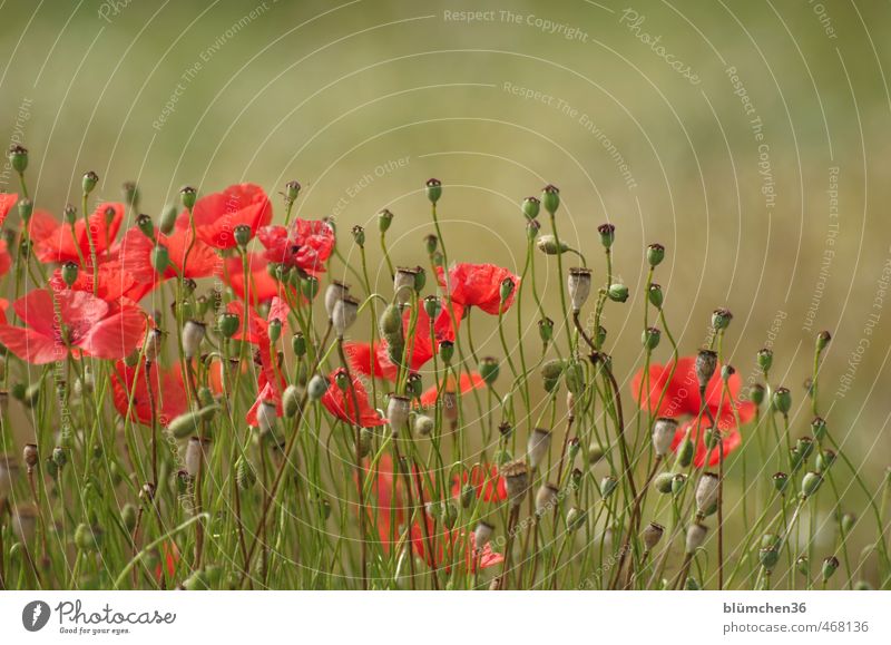 Der Sommer vergeht... Natur Pflanze Herbst Blume Blüte Mohn Mohnblüte Mohnfeld Bananenstaude Feld Blühend leuchten verblüht natürlich schön grün rot Bewegung