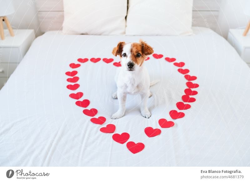 niedlichen Jack Russell Hund zu Hause mit roten Liebe Rosen und Herzen, Romantik Valentines Konzept jack russell Valentinsgruß Luftballon heimwärts Bett