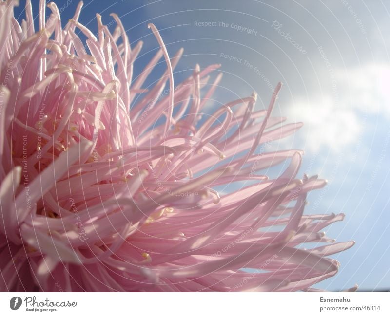 Pink Flower Blume rosa dunkel Wolken weiß Licht Haus nah schwarz grau Fühler quer durcheinander verdeckt unten Makroaufnahme hell Kontrast blau Himmel Schatten