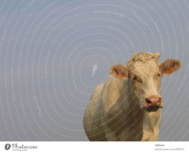 Hilde Kuh Rind weiß Wiederkäuer Neugier Himmel blau Horn Freisteller Vor hellem Hintergrund Blick in die Kamera Vorderansicht Blick nach vorn Textfreiraum oben