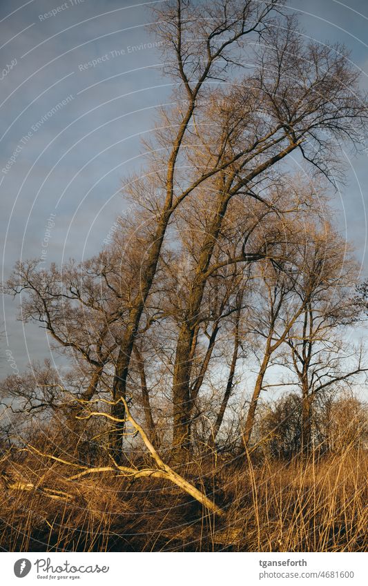 Sonnenschein im Winter Emsland kahle Bäume toter Baum dunkler Himmel Natur Umwelt Außenaufnahme Menschenleer Landschaft Wald kalt Tag ruhig Farbfoto