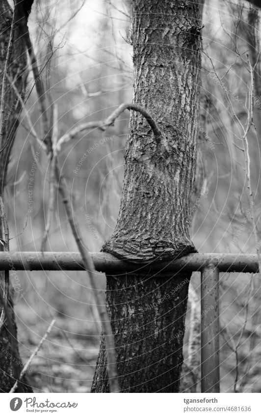 Eisenbeißer Baum Stahl Geländer Rückeroberung durch Natur rückeroberung essen Treppe geländer verlassen eingewachsen verwittert verschlingen fressen