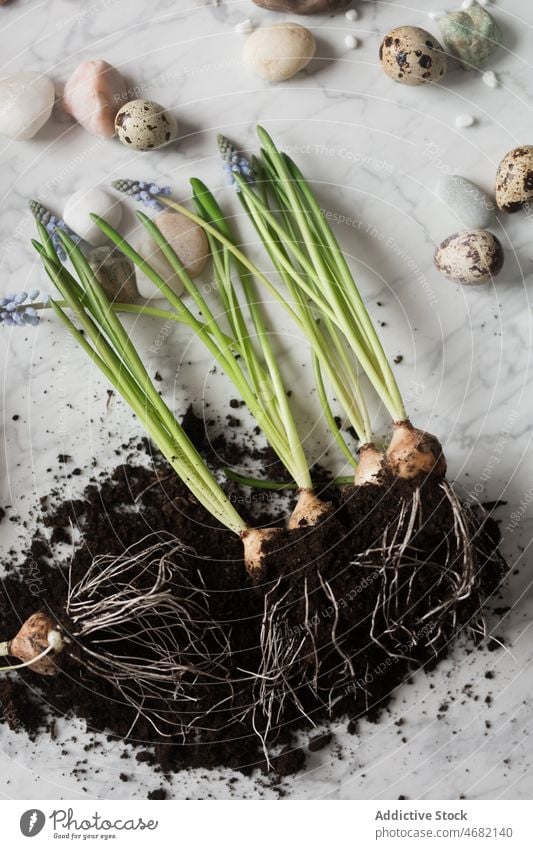 Frühlingsblumenzwiebeln auf dem Tisch Knolle Blume Boden Hyazinthe Pflanze Keimling Blütezeit Saison frisch geblümt Murmel organisch Botanik Flora Schreibtisch