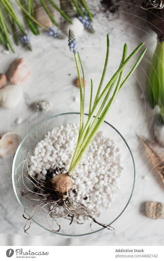 Blumensetzling im Glastopf auf dem Tisch Keimling Hyazinthe Frühling Pflanze Topf purpur Saison Blütezeit Flora Botanik Abfluss Wachstum frisch kultivieren