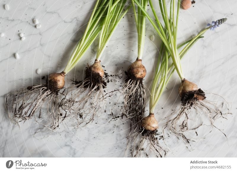 Frühlingsblumenzwiebeln auf dem Tisch Knolle Blume Boden Hyazinthe Pflanze Keimling Blütezeit Saison frisch geblümt Murmel organisch Botanik Flora Schreibtisch