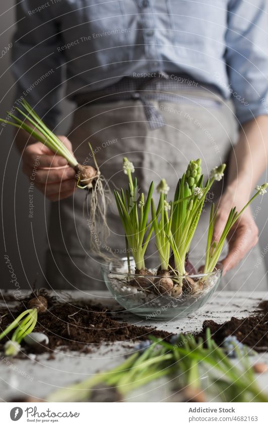 Frau pflanzt Blumen im Topf am Tisch Pflanze Keimling Frühling Hyazinthe Gärtner Boden kultivieren Gartenbau eingetopft Glas frisch Saison natürlich wachsen