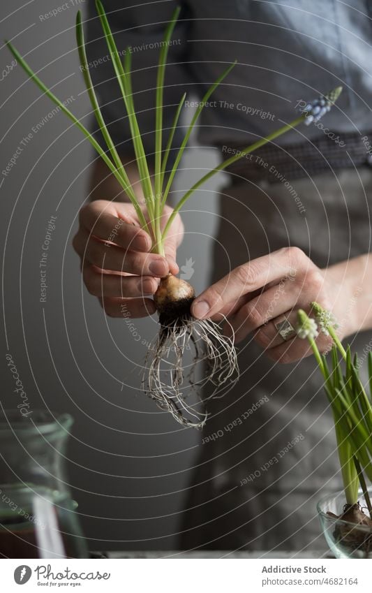 Frau pflanzt Blumen im Topf Pflanze Knolle Keimling Frühling Hyazinthe Gärtner Boden kultivieren Gartenbau eingetopft Tisch Glas frisch Saison natürlich wachsen