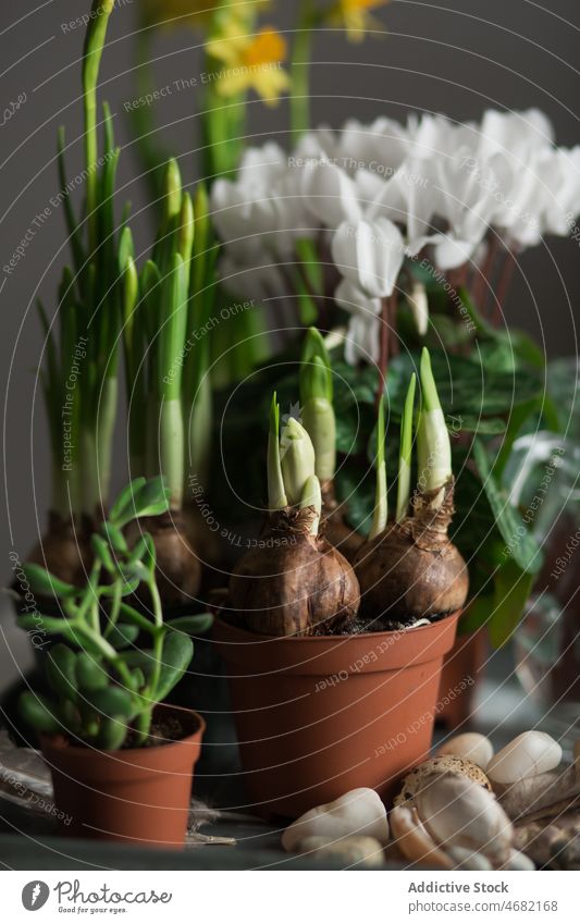 Gemischte Pflanzen und Blumen in Töpfen auf dem Tisch Frühling Topf Keimling Saison Narziss Alpenveilchen Crassula eingetopft Blütezeit Kannen Wasser Tablett