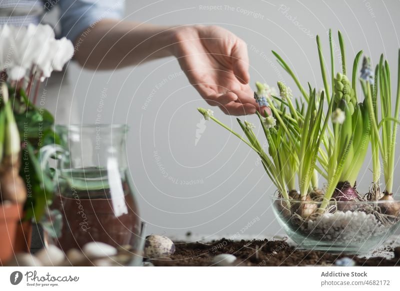 Frau pflanzt Blumen im Topf am Tisch Pflanze Keimling Frühling Hyazinthe Gärtner Boden kultivieren Gartenbau eingetopft Glas frisch Saison natürlich wachsen