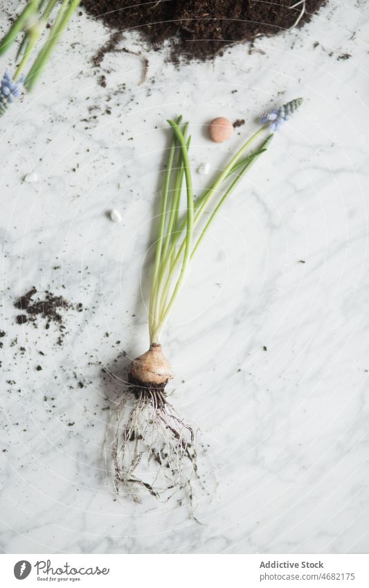 Frühlingsblumenzwiebel auf dem Tisch Knolle Blume Boden Hyazinthe Pflanze Keimling Blütezeit Saison frisch geblümt Murmel organisch Botanik Flora Schreibtisch