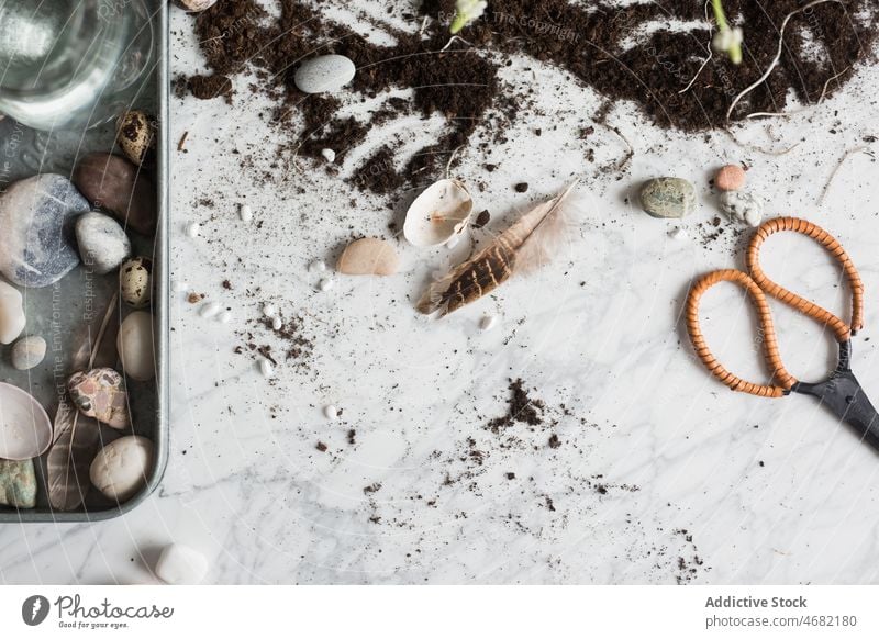 Dekorative Steine und Muscheln auf einem Tablett in der Nähe von Schmutz dekorativ Kieselsteine sortiert Pflanze Blume Alpenveilchen eingetopft Feder kreativ