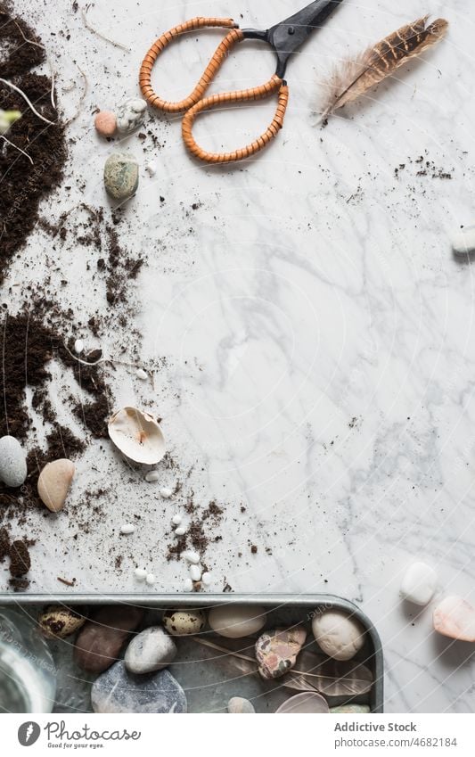 Dekorative Steine und Muscheln auf einem Tablett in der Nähe von Schmutz dekorativ Kieselsteine sortiert Pflanze Blume Alpenveilchen eingetopft Feder kreativ