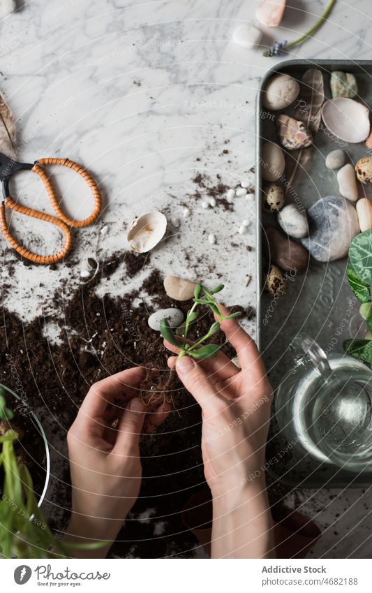 Gärtner mit Pflanzensetzling am Tisch Keimling Transplantation Crassula Frühling Saison Boden heimwärts grün Botanik kultivieren Gartenbau Wachstum Pflege Blatt