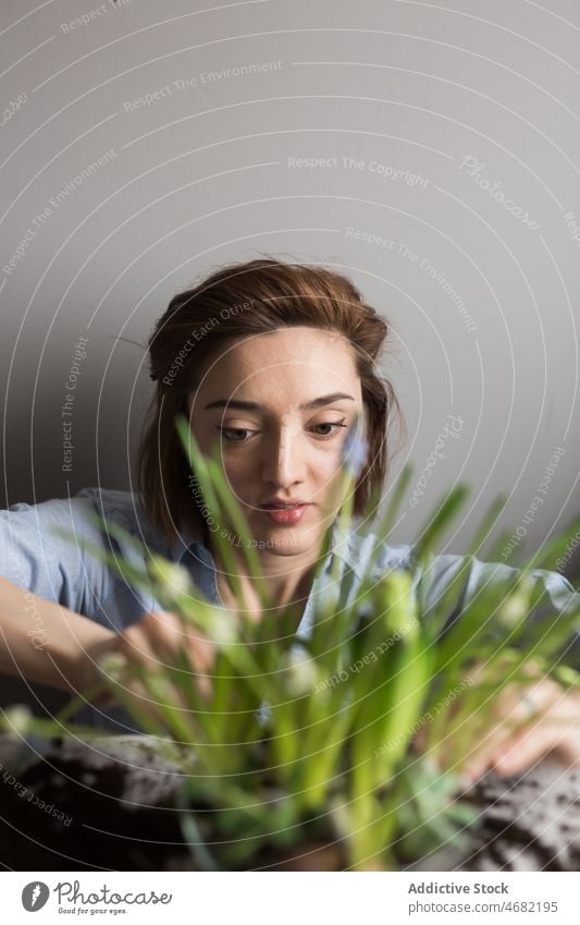 Frau pflanzt Blumen im Topf am Tisch Pflanze Keimling Frühling Hyazinthe Gärtner Boden kultivieren Konzentration Gartenbau eingetopft Glas Blütezeit frisch