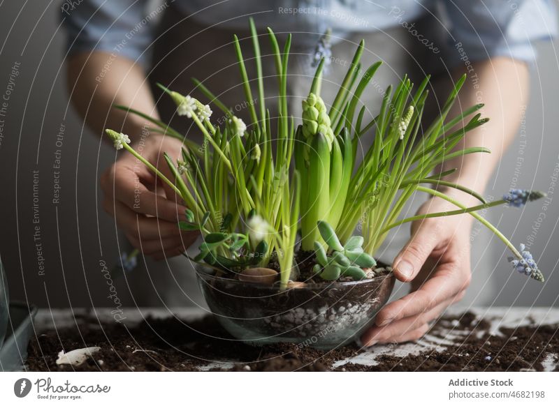 Frau pflanzt Blumen im Topf am Tisch Pflanze Keimling Frühling Hyazinthe Gärtner Boden kultivieren Gartenbau eingetopft Glas frisch Saison natürlich wachsen