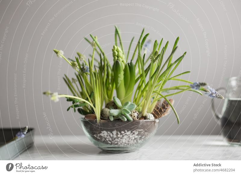 Frühlingsblumen im Topf auf dem Tisch Blume Keimling sortiert Saison frisch eingetopft Pflanze Blütezeit natürlich Botanik Blumentopf Flora Hyazinthe Sukkulente